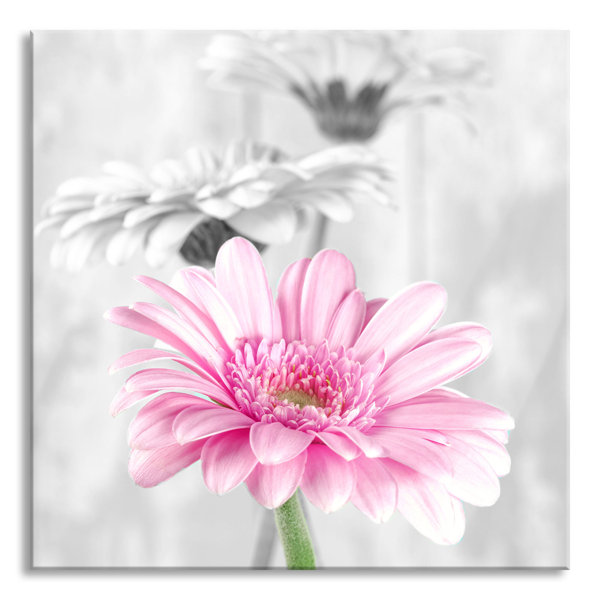 Brayden Studio Glasbild Schöne Gerberas bei Tageslicht Wayfair de